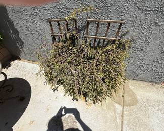 Plant and planter
