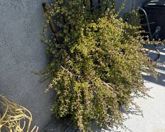 Mature outdoor plants and pots