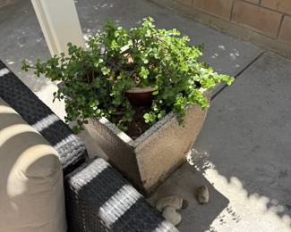 Healthy desert plants and planter