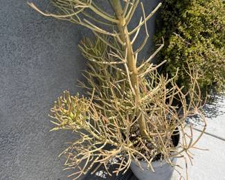 Mature outdoor plants and pots