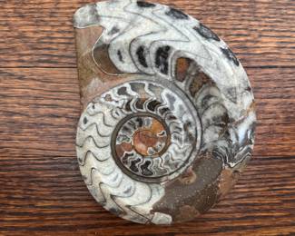Polished Ammonite. Photo 1 of 2.