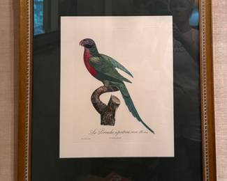 Hand-Colored Engraving of Pierre Paul Barraband (1716 - 1809) Red-Breasted Parakeet. Photo 1 of 3.