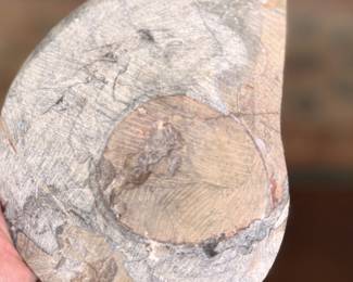 Polished Ammonite. Photo 2 of 2.
