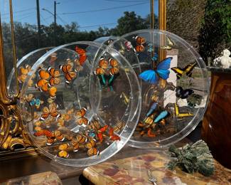 Framed Butterflies