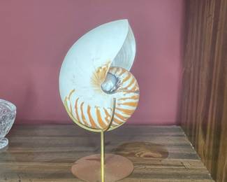 Nautilus Pompilius Shell Display