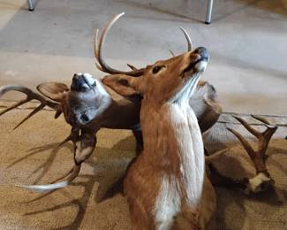 Trophy deer heads