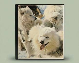 Samoyed Dog Portrait Print