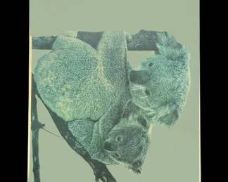 Vintage Koala Mother and Baby Print