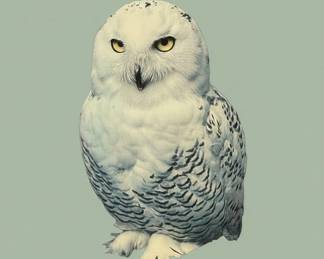 Snowy Owl Print by J.J. Audubon
