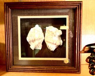 Clam shells in shadow box