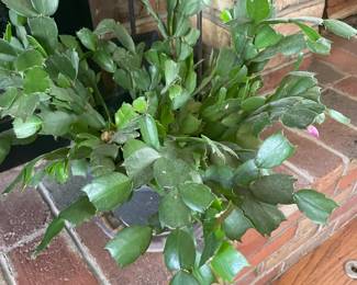 Healthy & Beautiful Christmas Plant
