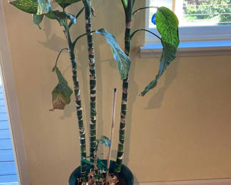 Lot 19: Two House Plants