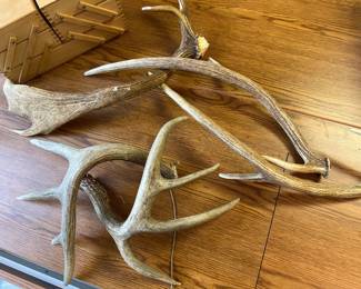 Antler horns