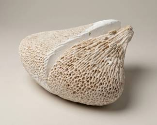 Lot111 WhitePorousCoralSpecimen