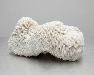 Lot114 WhiteBrainCoralSpecimen