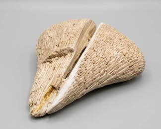 coral fragment