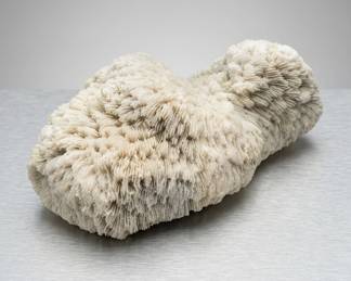 white coral