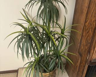 plant