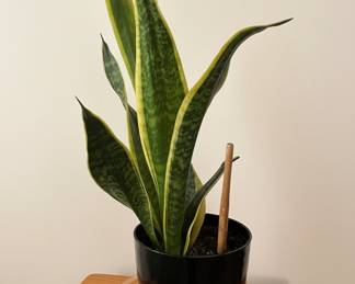 Snake Plant Laurentii (Sansevieria trifasciata Laurentii)
