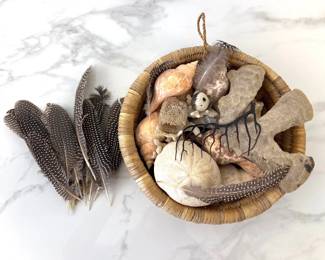 Lot 6176  Natural Curiosities  Shells Feathers