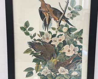 Lot 6268  Audubon Bird Art Print  Carolina Pigeon or Turtle Dove