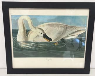 Lot 6271  Audubon Bird Art Print  Trumpeter Swan
