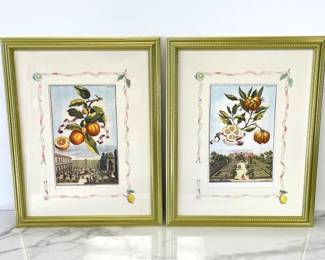 Lot 6252  Johann Christoph Volckamer Botanical Peach Art Prints