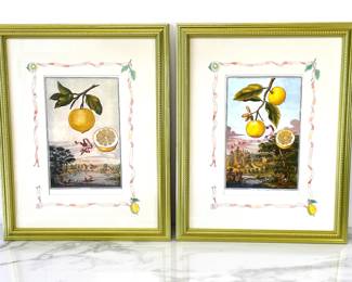 Lot 6251  Johann Christoph Volckamer Botanical Citrus Art Prints