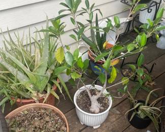 plant