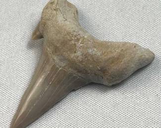 54M y/o Otodus Shark Tooth Fossil, Morocco