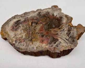 Petrified wood artifact/slab