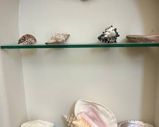 Assorted Seashell Collection with Pelican Decor