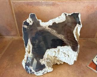 Petrified Wood Specimen