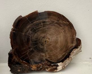 Petrified Wood Slice