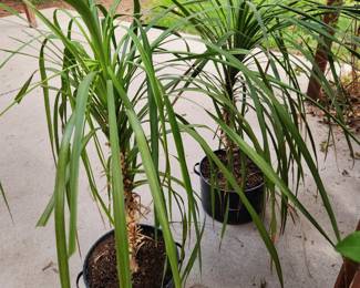 House plants