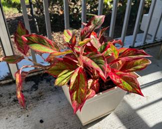 Gorgeous plant