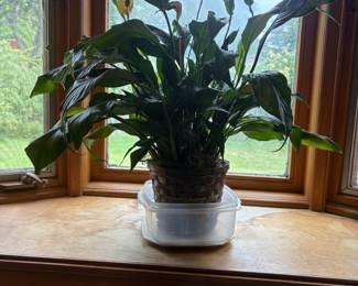 . . . live plant