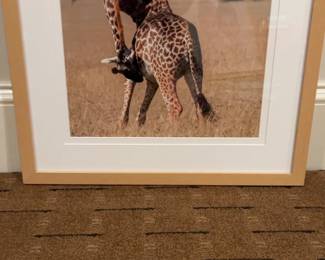 Framed Giraffe Photograph 19.5 x 17.5