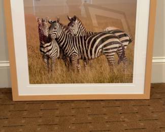 Framed African Zebra Wildlife Photography Print 30 x 30