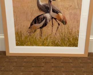 Framed African Crowned Cranes Photo 30 x 30