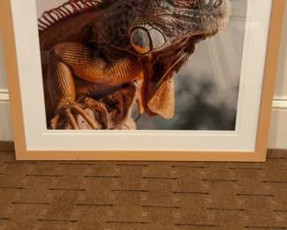 Framed Iguana Photograph 29 x 26