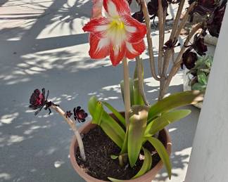Amaryllis