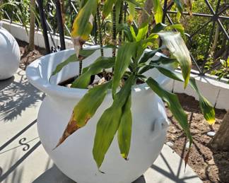 Two White Planters w/ Handles