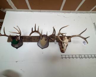 Mounted deer antlers.