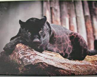 Black Jaguar Lounging Canvas