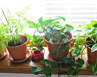 Live House Plants