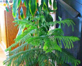 Many Live Plants