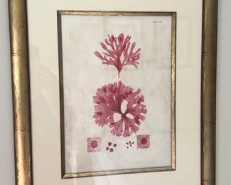 21. Set of 4 Framed Coral Prints