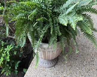 Plant