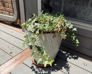 Plant